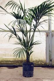 Houseplant Toxicity Things To Consider
