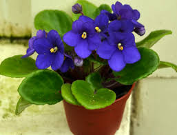 Perhaps it was for a housewarming, a birthday, or just as a thank you? Learn How To Care For African Violets With These Great Instructions Buffalo Niagaragardening Com