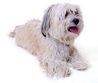 Havanese Dog Breed Facts And Personality Traits Hills Pet