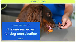 home remes for constipation in dogs