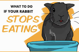 what to do if your rabbit stops eating
