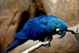 how much does a macaw cost 2024