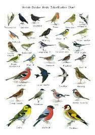 british garden birds chart wildlife