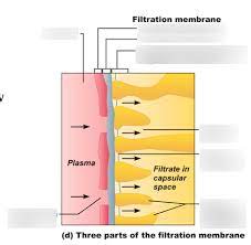 Filtration Membrane Diagram Quizlet
