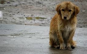 Cómo podemos ayudar a proteger a los perros callejeros del frío y la lluvia  durante el invierno? - Santo Tomás en Línea