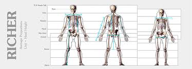 Human Figure Proportions Average Figures Dr Paul Richer