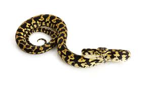 jungle carpet python facts