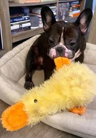 multipet duckworth dog toy review why