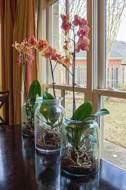 Indoor Orchids Plant In Glass