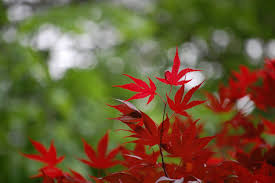 Find the best free stock images which contain the color red. Wallpaper Id 202290 Backyard Japanese Maple 4k Wallpaper