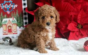pretty toy poodle puppy
