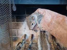 Squirrel In The Chimney What To Do