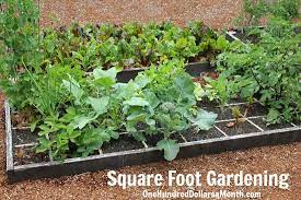 Square Foot Gardening Broccoli Kale