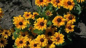 First, most of them aren't true annuals—they're just grown that way. 14 Best Plants For Shade In Southwestern Ontario Simpliscapes London Ontario