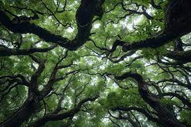 nature trees images free on