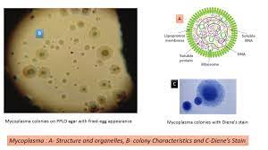 Mycoplasma: Introduction, Characteristics, Pathogenecity, Lab Diagnosis