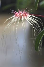 By sue jones | jun 15, 2019 | other genera. Pin On Orchids