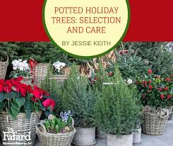 Potted Holiday Trees Selection And