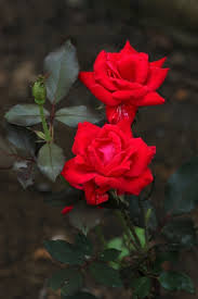 two red roses and bud free stock photo