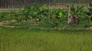 Kerala real estate authority rules : Community Agrobiodiversity Management An Effective Tool For Sustainable Food And Agricultural Production From Sepls International Partnership For The Satoyama Initiative