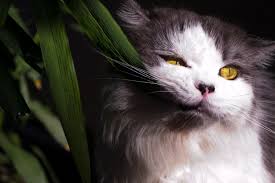 Cat Plants And Herbs That Your Fur Baby