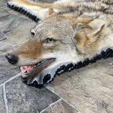 coyote full rug taxidermy mount