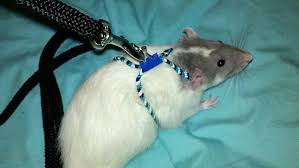 diy rat harness petdiys com