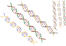 dna research tools myherie project