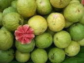 File:Guava bangalore.jpg - Wikimedia Commons