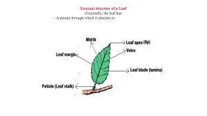 external structure of a leaf you