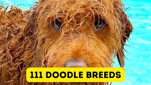 110 doodle breeds mi of poodles