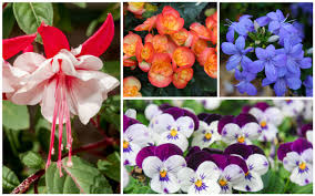 15 Diffe Annuals For Shade Photos