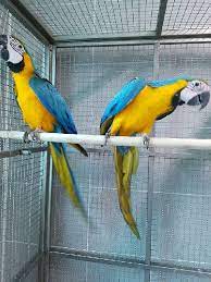 gold and blue macaw parrots jkl