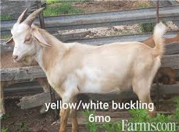 Kc registered labrador dog for sale. Goats Kiko Nz For Sale For Sale Farms Com
