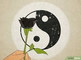 black rose meaning symbolism more