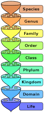 Biology Wikipedia