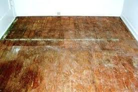 kenton carpet hardwood floor care