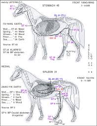 V E Heart Meridian Equine Up Equine Massage Therapy