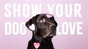 7 easy ways to tell your dog you love
