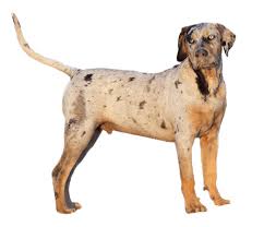 Catahoula Leopard Dog Dog Breed Facts And Information