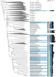 Frontiers Genome Based Taxonomic Classification Of The