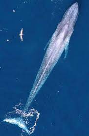الحوت الأزرق هو أكبر حيوان عرفه... - عجائب و غرائب حول العالم | Facebook