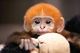 birth of adorable endangered leaf monkey