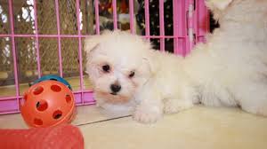 local breeders teacup maltese puppies