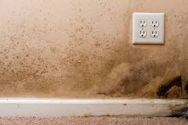 Mold Removal How To Get Rid Of Mold