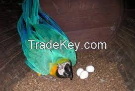blue and gold macaw hatching eggs and