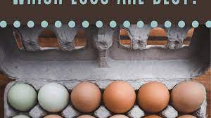 organic and free range eggs