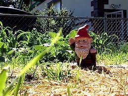 Celebrating Garden Gnomes And Their