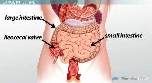 large intestine definition anatomy
