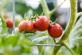 25 semences nt forme des tomates. Tomate Sunrise Bumble Bee Anbau Pflege Plantura